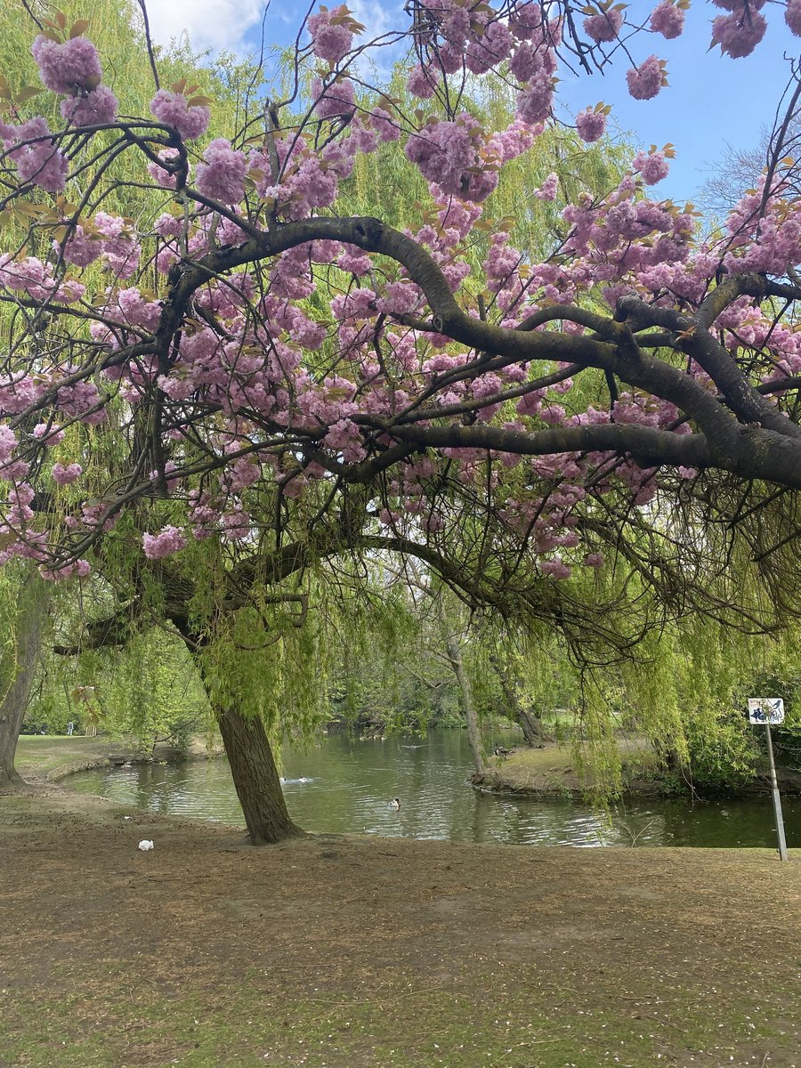 Großer, rosa Kirschbaum im Park am Wasser.