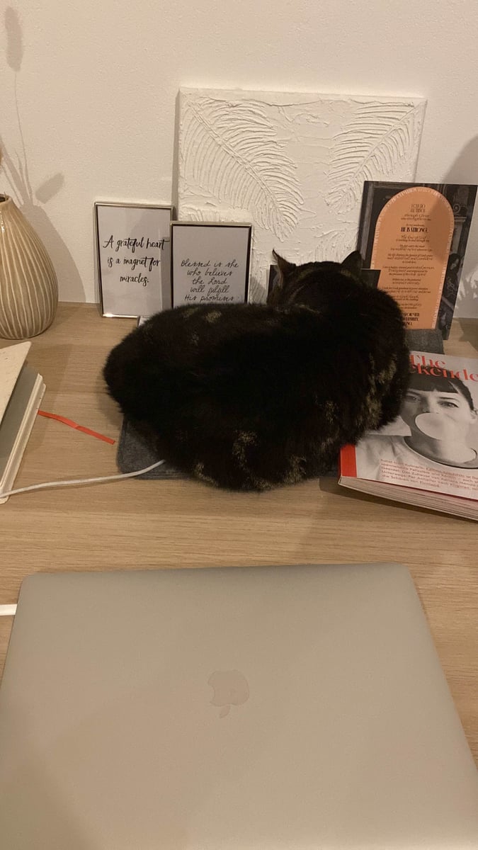 Susannas Katze liegt auf dem Schreibtisch